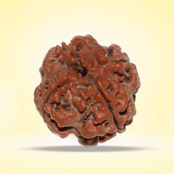 4 Mukhi Rudraksha