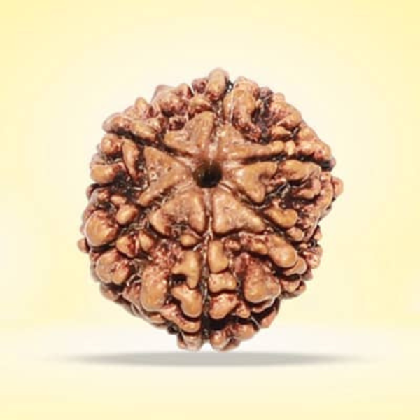 6 Mukhi Rudraksha