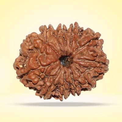 11 Mukhi Rudraksha
