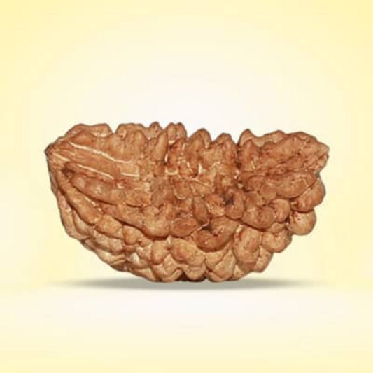 1 Mukhi Rudraksha