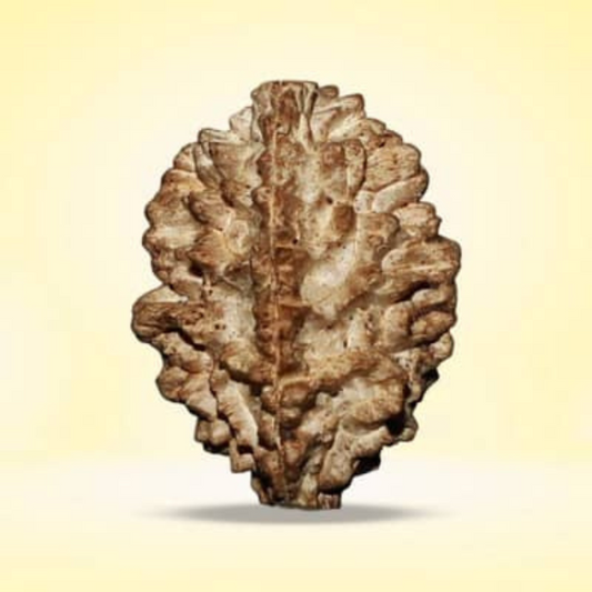 2 Mukhi Rudraksha