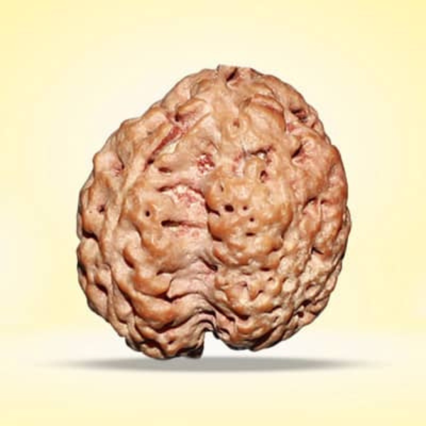 3 Mukhi Rudraksha