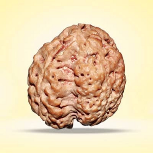3 Mukhi Rudraksha