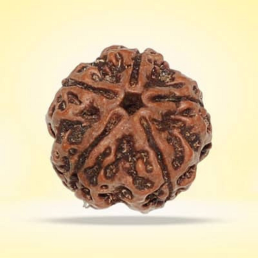 5 Mukhi Rudraksha