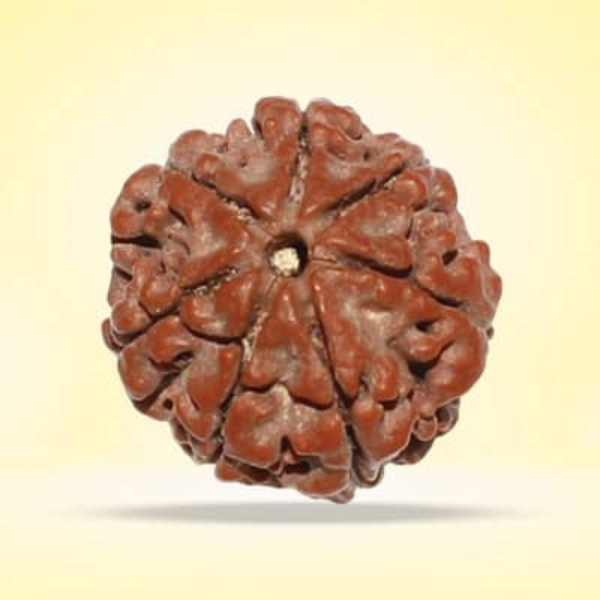 7 Mukhi Rudraksha