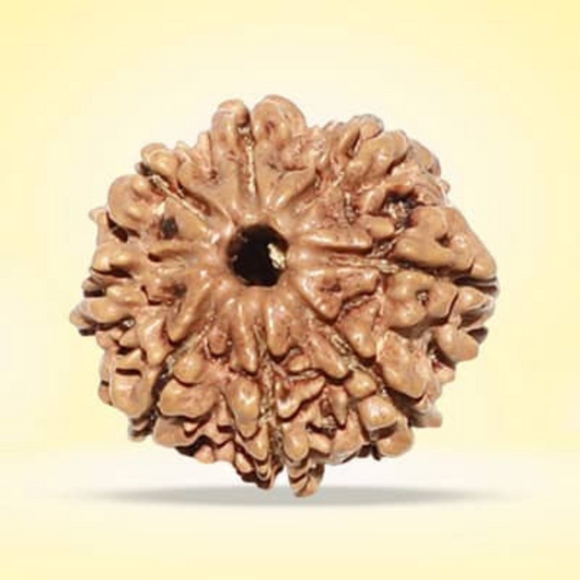 8 Mukhi Rudraksha